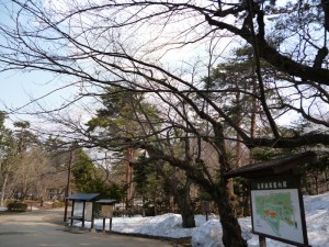 弘前公園 桜はまだ先・・・