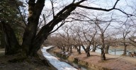 弘前公園 桜はまだ先・・・