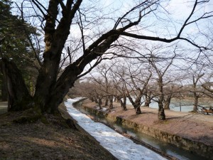 弘前公園 桜はまだ先・・・