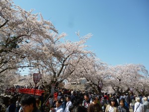 2014さくらまつり